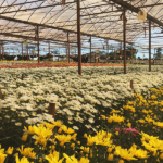 Projeto estimula criação de novos produtos e processos inovadores por cooperativas Mercado de flores cresce e prevê receita até 8% maior no ano
