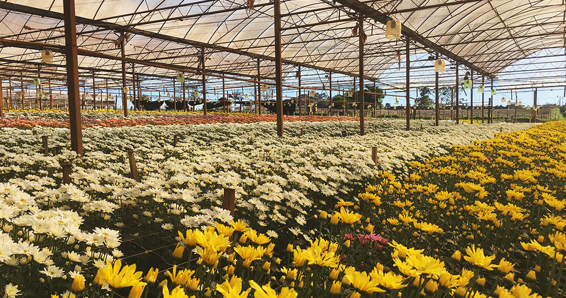 Mercado de flores cresce e prevê receita até 8% maior no ano