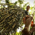 Casa do Cooperativismo oportuniza debates de pautas das cooperativas Cooperativa alia recuperação da floresta amazônica com cultivo de frutos nativos