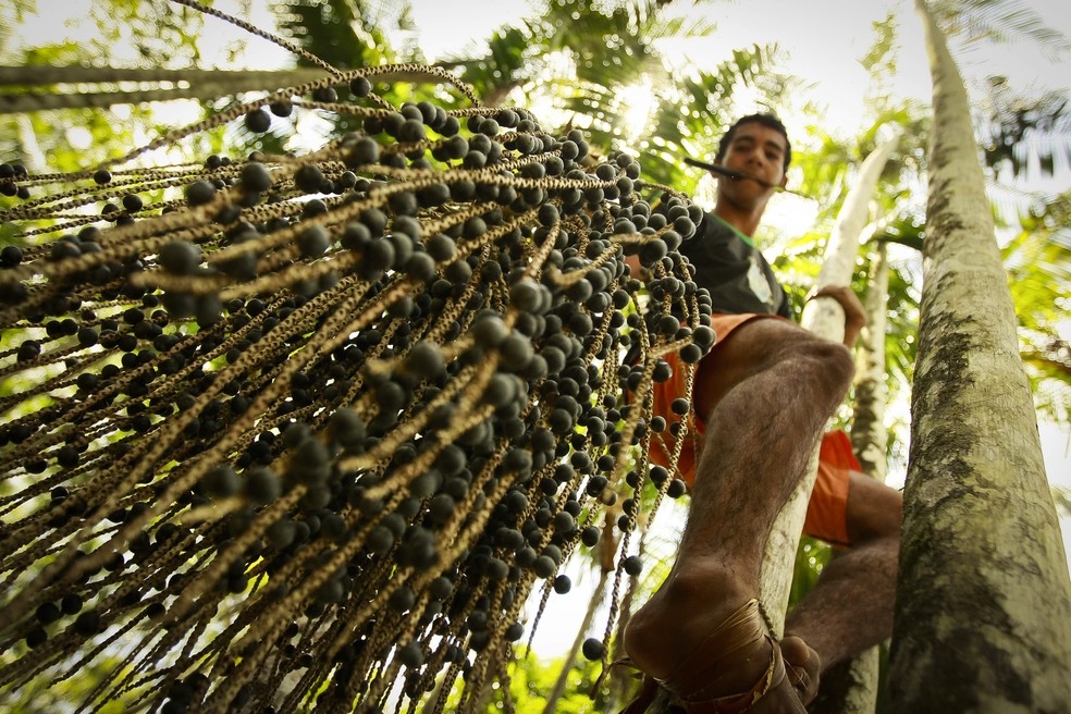 Cooperativa alia recuperação da floresta amazônica com cultivo de frutos nativos