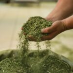 Erva-mate produzida à sombra das araucárias tem alta qualidade para ganhar o mercado internacional