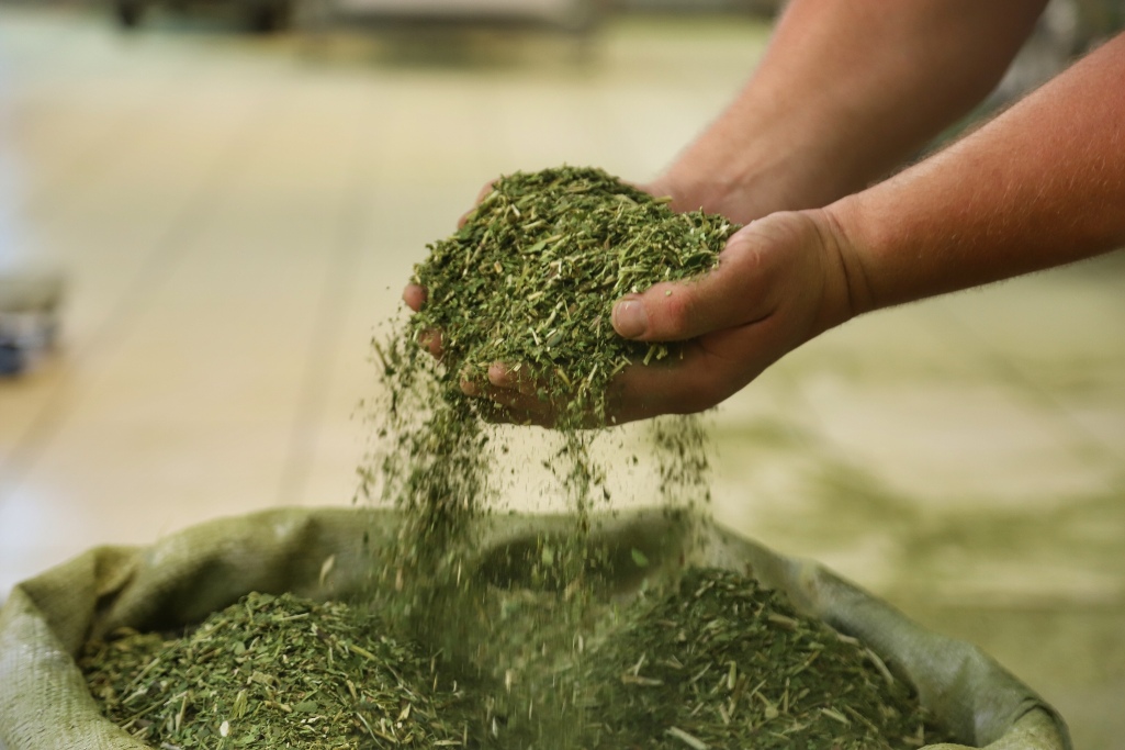 Erva-mate produzida à sombra das araucárias tem alta qualidade para ganhar o mercado internacional