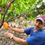 Comissão aprova concessão de selos de cultivo sustentável a cooperativas de cacau