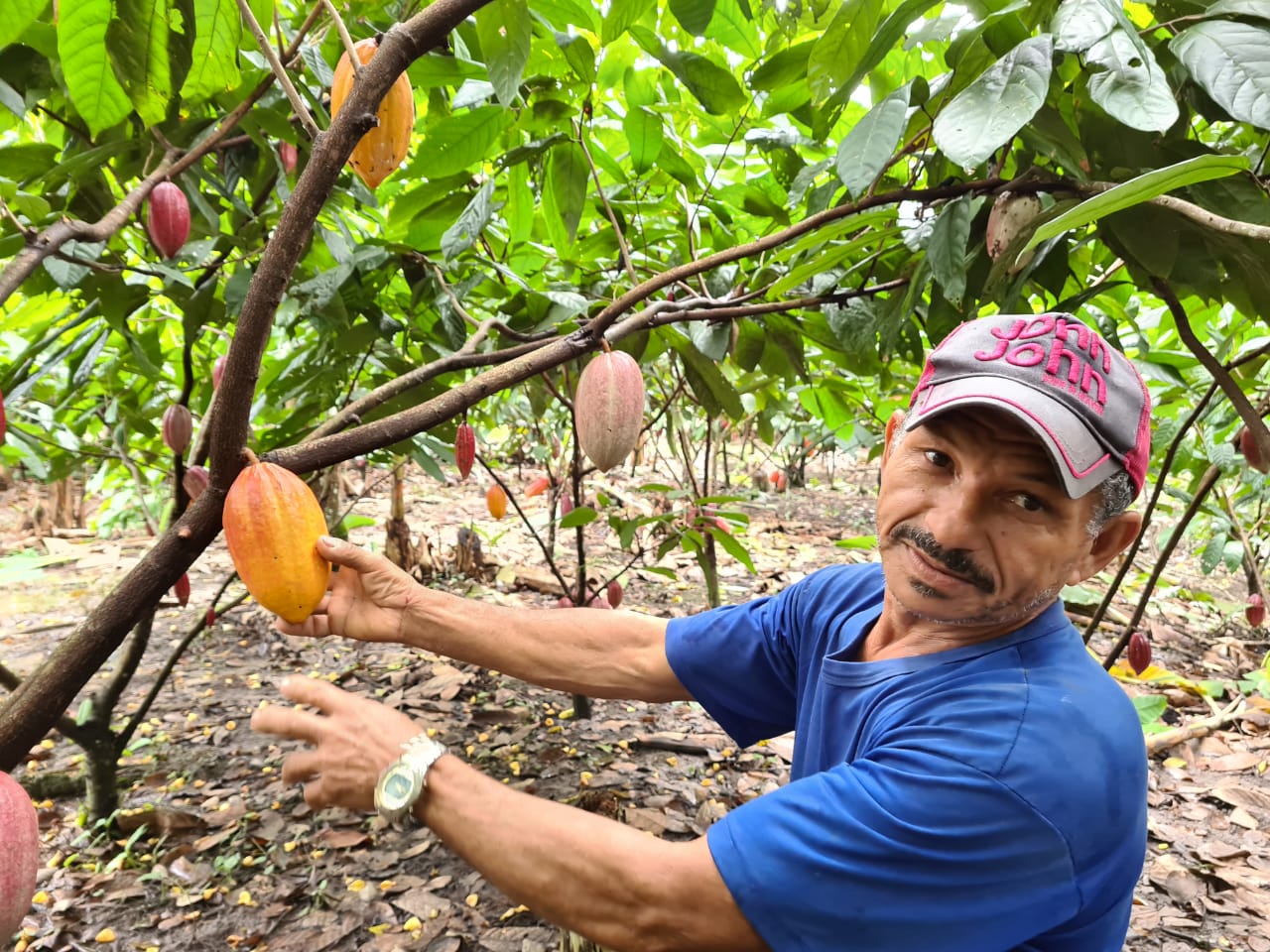 Comissão aprova concessão de selos de cultivo sustentável a cooperativas de cacau