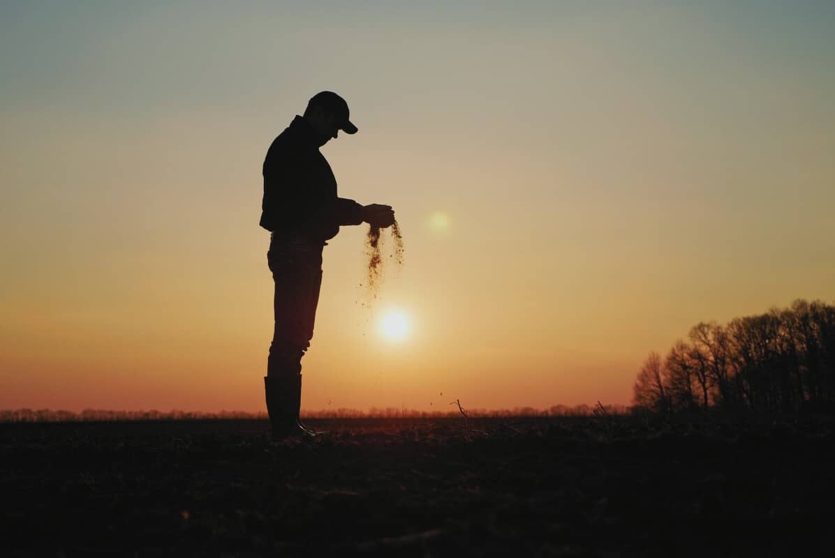 Agricultura intensiva e extensiva: diferenças entre os conceitos