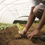 Novo levantamento mostra que 90% dos produtores rurais brasileiros são ESG