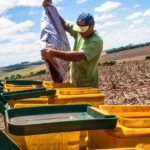 Indústria de fertilizantes é responsável por 15% do PIB de insumos e 6% da agropecuária