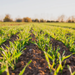 Cooperativa é pioneira em prática que irá inovar a agricultura na América Latina