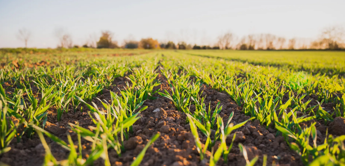Cooperativa é pioneira em prática que irá inovar a agricultura na América Latina Cooperativa é pioneira em prática que irá inovar a agricultura na América Latina