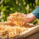 Primavera de 2023: preparando-se para uma nova safra com tecnologia e conhecimento