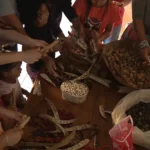 Cooperativa indígena fornece sementes nativas para reflorestamento no ES