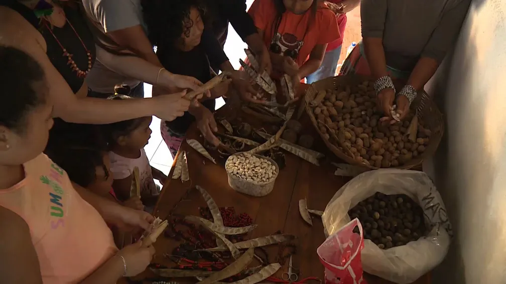 Cooperativa indígena fornece sementes nativas para reflorestamento no ES