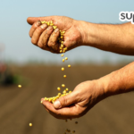 Cooperativa incentiva empreendedorismo e premia projetos de inovação inéditos Supercampo Sementes: corretora que impulsiona o intercooperativismo