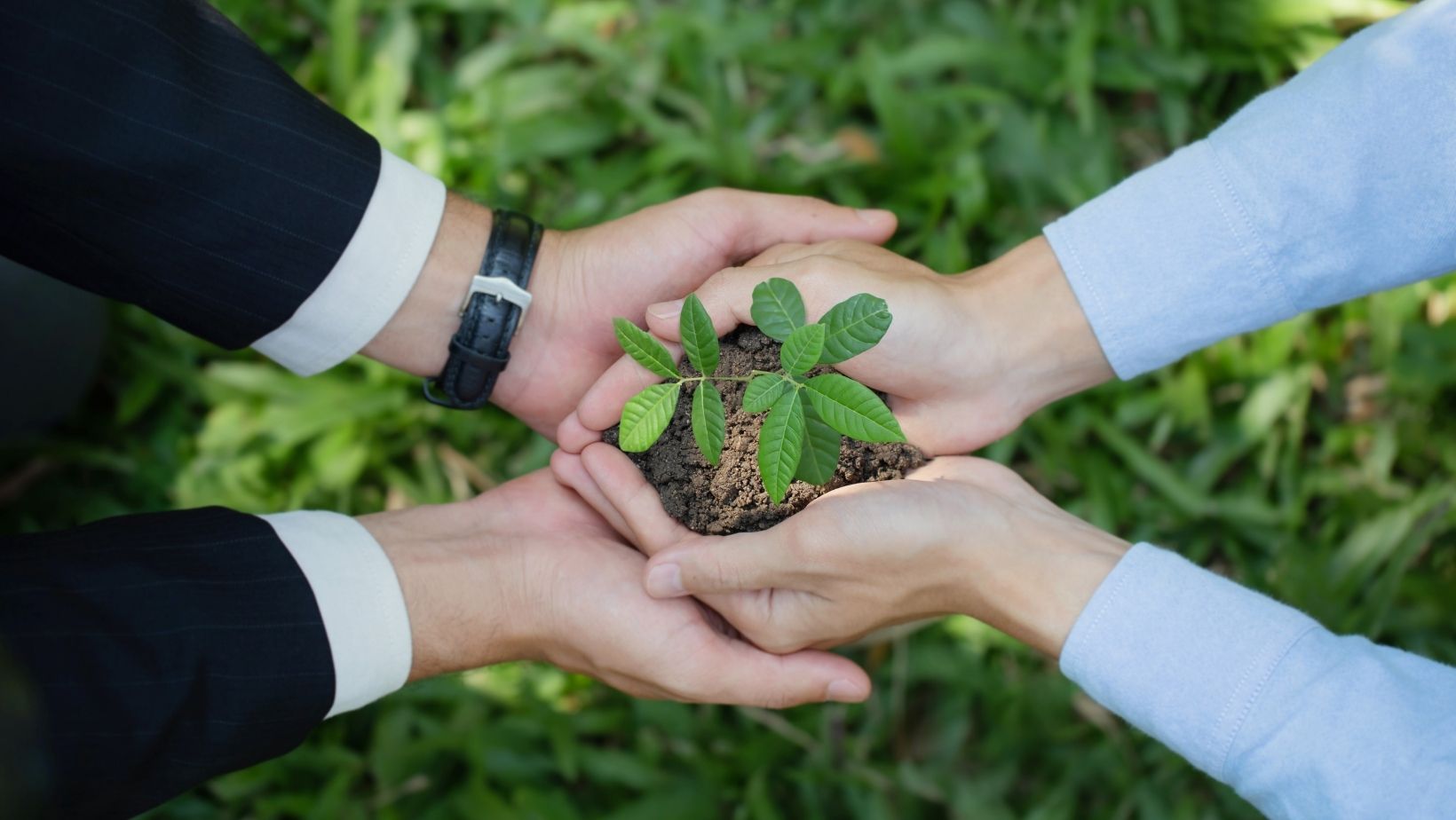 Cooperativa investe em economia verde e adota neutralização de carbono em seus eventos Cooperativa investe em economia verde e adota neutralização de carbono em seus eventos
