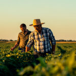 Cooperativa incentiva sucessão familiar e fortalece as futuras gerações a permanecerem no agro