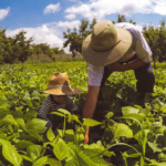 Intercâmbio entre cooperativas do RS e SC busca fortalecimento da agricultura familiar