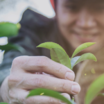 Cooperativas apoiam estrutura global para promover a agricultura regenerativa