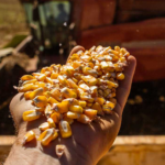 Tecnologia e cooperativismo impulsionam o mercado de grãos e sementes