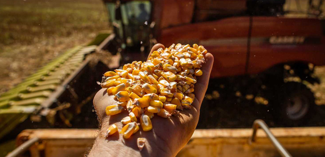 Tecnologia e cooperativismo impulsionam o mercado de grãos e sementes Tecnologia e cooperativismo impulsionam o mercado de grãos e sementes