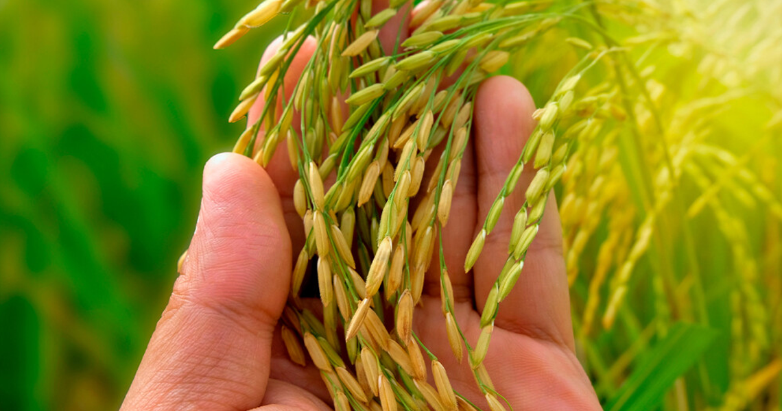 Cooperativa é tricampeã no tratamento de sementes e a única do Brasil na cultura do arroz