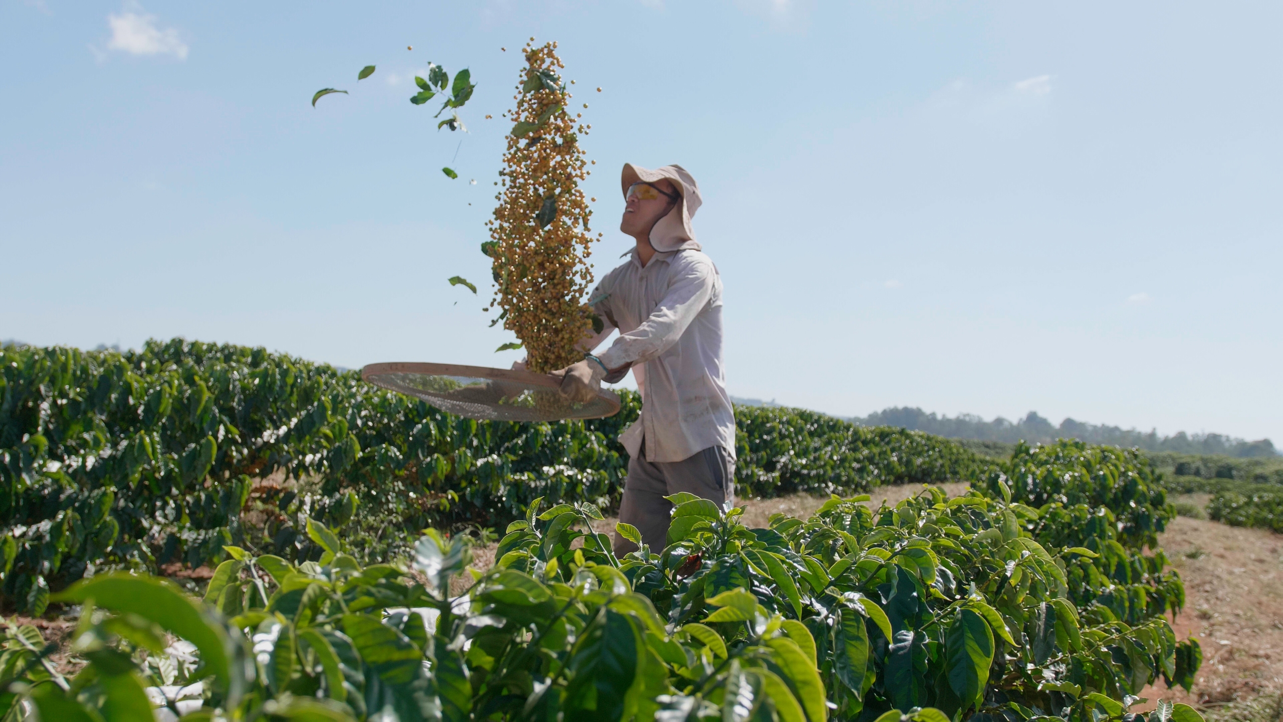 Cafés especiais de cooperativa é a única do Brasil a ter selo de regulamentação da ABIC e BSCA Cafés especiais de cooperativa é a única do Brasil a ter selo de regulamentação da ABIC e BSCA