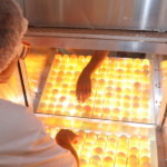 Cooperativas agro do ES se destacam pela diversidade nas produções