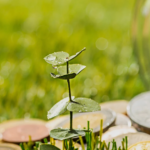 Linhas de crédito verde trazem novas oportunidades para as cooperativas