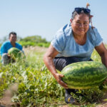 Iniciativa inédita reúne 52 cooperativas da agricultura familiar em rede de intercooperação