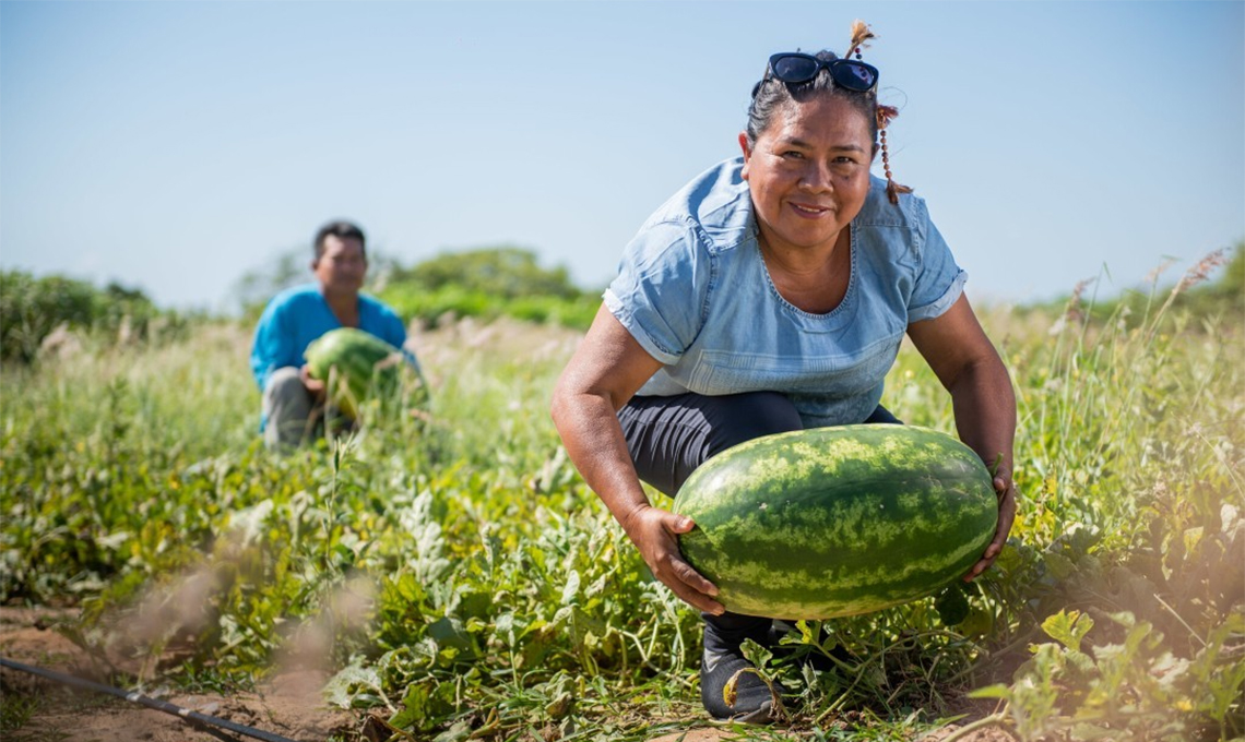 Iniciativa inédita reúne 52 cooperativas da agricultura familiar em rede de intercooperação Iniciativa inédita reúne 52 cooperativas da agricultura familiar em rede de intercooperação