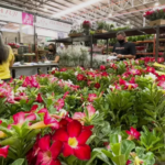 Cooperativa de flores e plantas divulga nova marca  