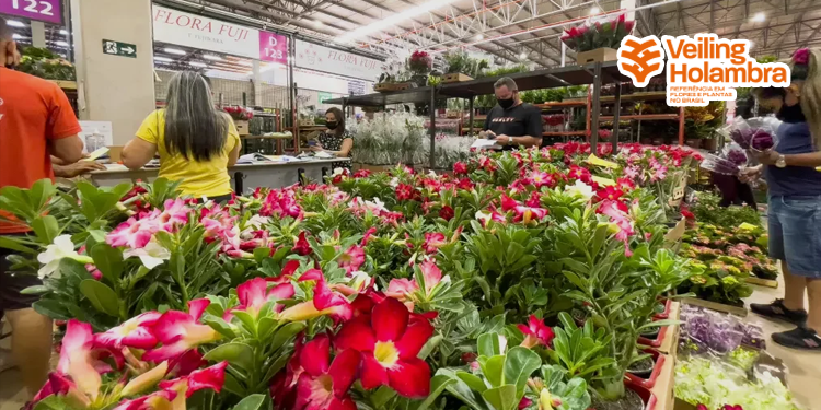 Cooperativa de flores e plantas divulga nova marca   Cooperativa de flores e plantas divulga nova marca