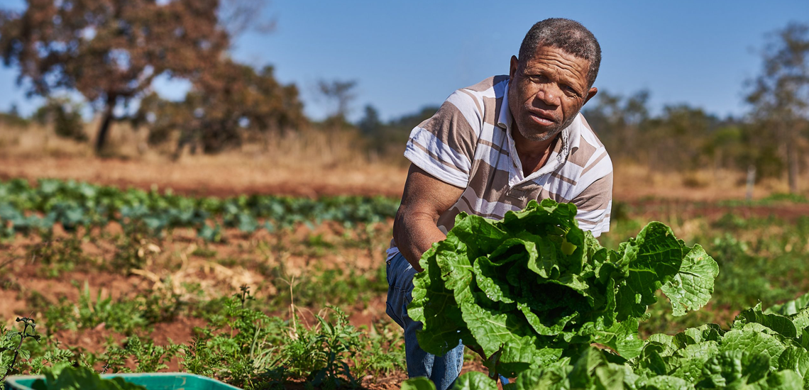Rede de intercooperação impulsiona negócios de 13 mil famílias de agricultores Rede de intercooperação impulsiona negócios de 13 mil famílias da agricultura familiar