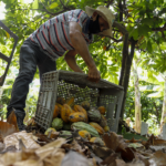 Cooperativas da agricultura familiar contribuem para o combate à insegurança alimentar em Alagoas