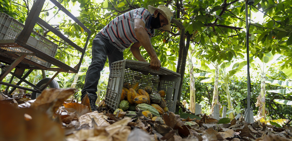 Cooperativas da agricultura familiar contribuem para o combate à insegurança alimentar em Alagoas Cooperativas da agricultura familiar contribuem para o combate à insegurança alimentar em Alagoas
