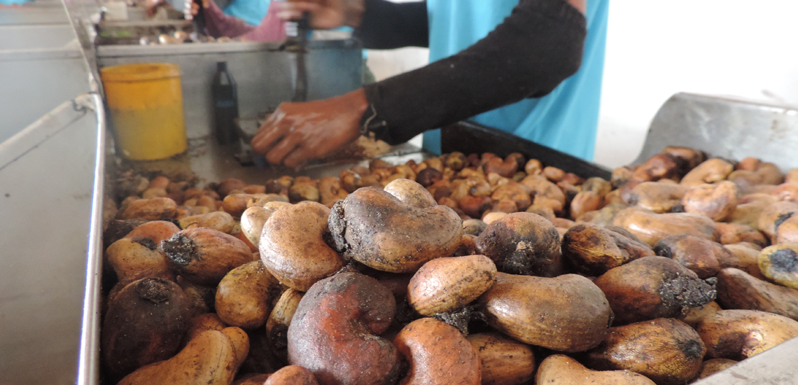 Cooperativa se torna referência mundial na produção sustentável de castanhas Cooperativa se torna referência mundial na produção sustentável de castanhas
