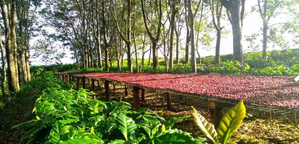 Relatório de cooperativa aponta meta com aumento de 92% de café regenerativo até 2027 5 7