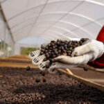 Cooperativismo lidera discussões sobre produção sustentável de café no país