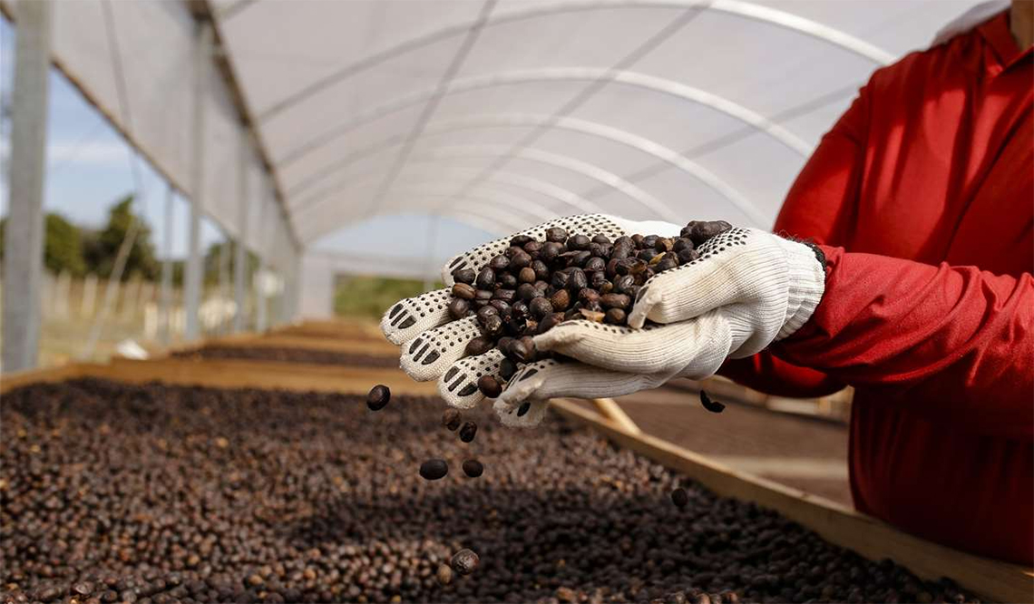 Cooperativismo lidera discussões sobre produção sustentável de café no país Cooperativismo lidera discussões sobre produção sustentável de café no país