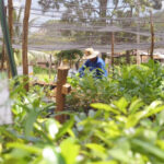 Bioeconomia: cooperativa mostra por que ser sustentável traz benefícios para todos