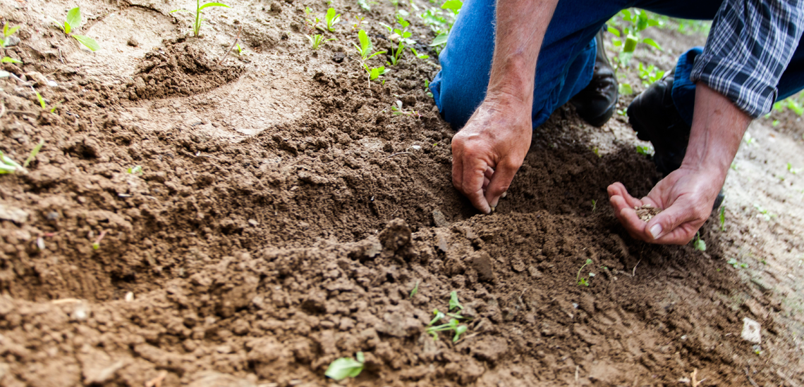 Agricultura sustentável é alternativa para reduzir custos e aumentar a produtividade 1 16
