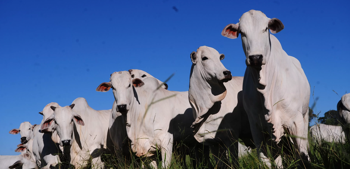 Cooperativa aponta crescimento do mercado de carnes nobres no Brasil 2 3